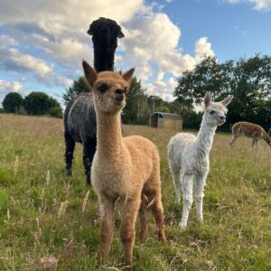 Alpaca Poo-Burn Blocks